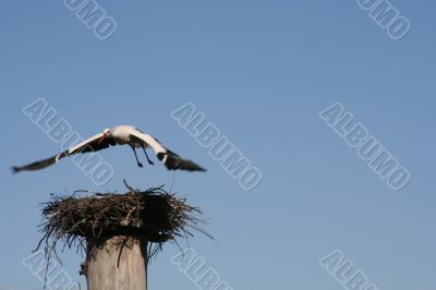 A stork