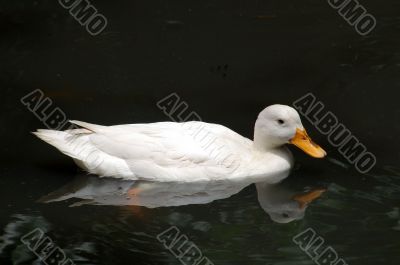 Duck at the lake