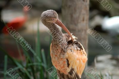 Animal