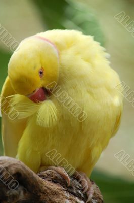 Bird at the park