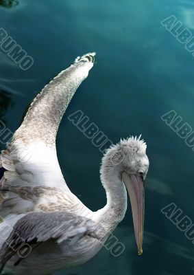 The flying up pelican