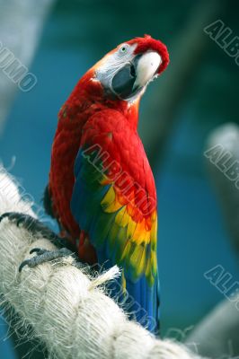Parrot on a rope
