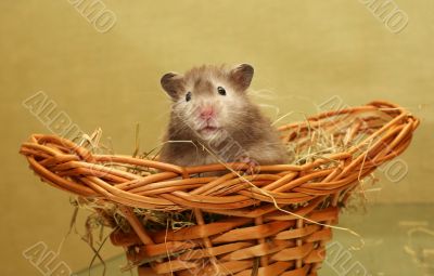 Hamster