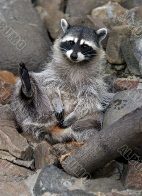 Ridiculous raccoon