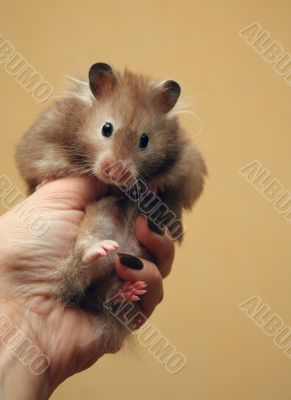 Hamster