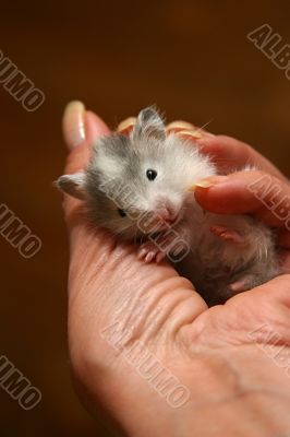 Small hamster