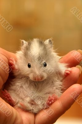 Small hamster - 7
