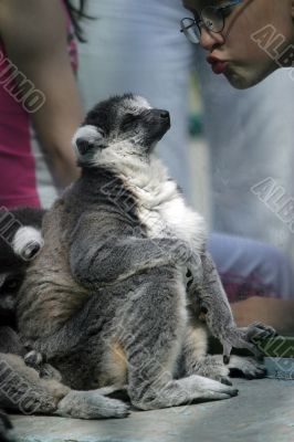 Lemur and girl