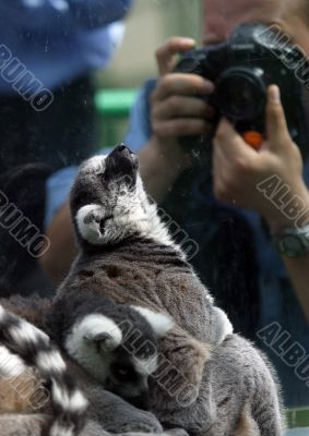 Lemur and the photographer