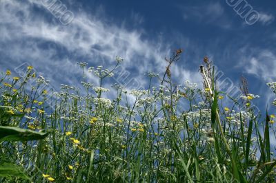 Long grass