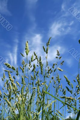Long grass