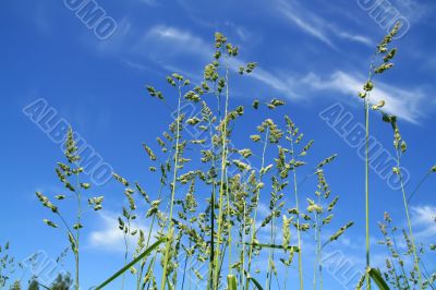 Long grass