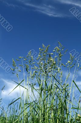 Long grass