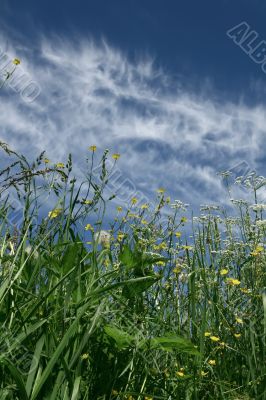 Long grass