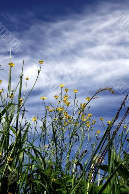 Long grass