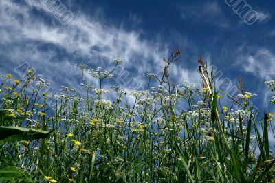 Long grass