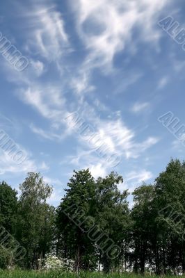 Trees and sky