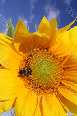 Bee on the sunflower