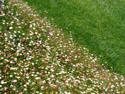 Flowers.  Grass