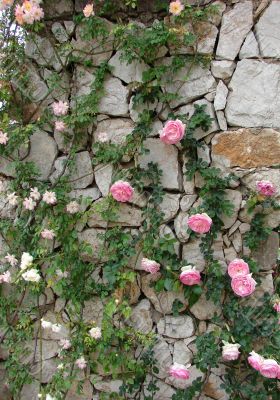Roses on a stone wall