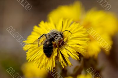 bee and flower