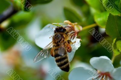bee and apple flower