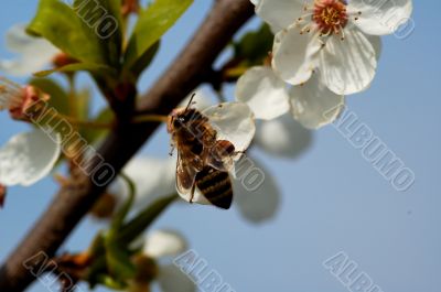 bee and apple flower