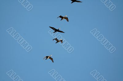 bird on blue sky