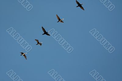 bird on blue sky