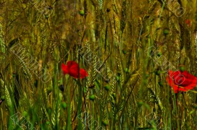 red poppy