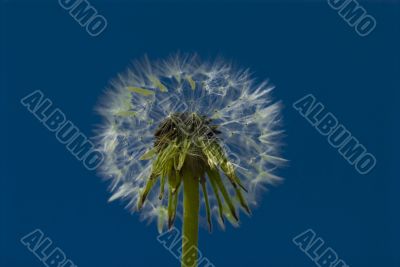 dandelion