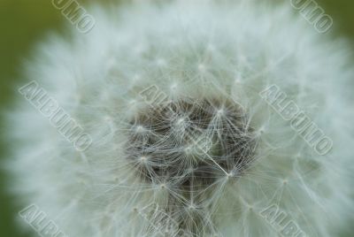 dandelion