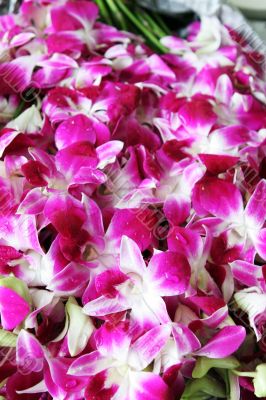 Pink orchids