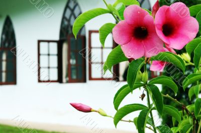 Flowers in bloom