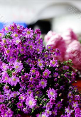 Bunch of pink and purple flowers