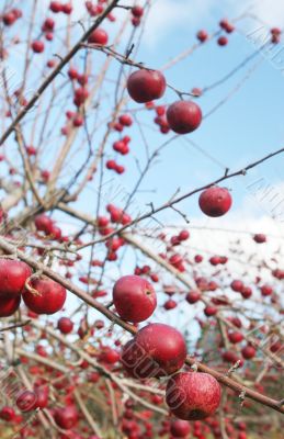 Apple orchard