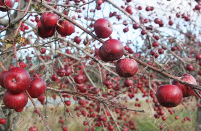 Red apples