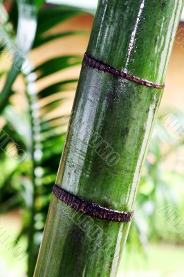 Bamboo