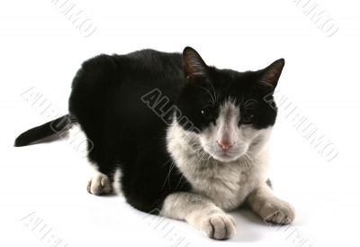 Cute cat