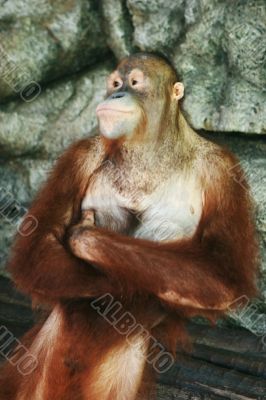 Monkey