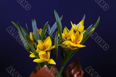 yellow tulip