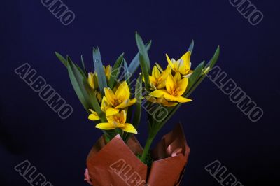 yellow tulip