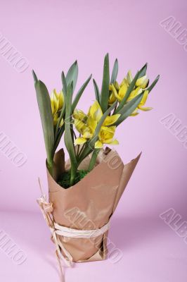 yellow tulip