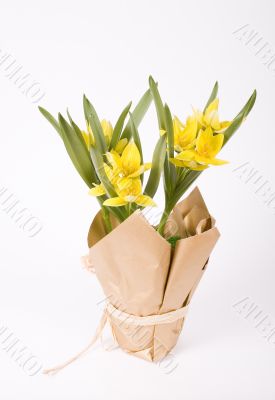yellow tulip