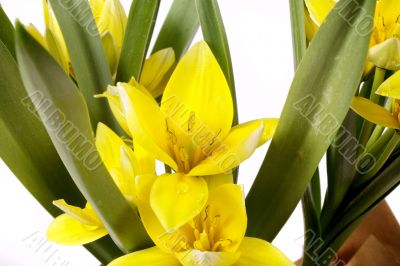 yellow tulip