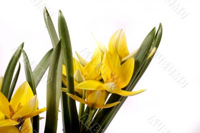 yellow tulip