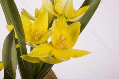 yellow tulip