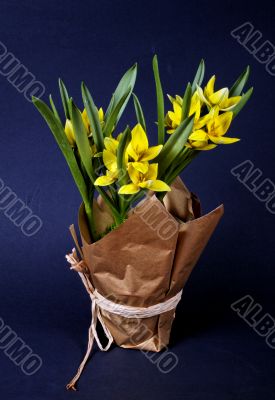 yellow tulip