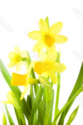 yellow daffodil