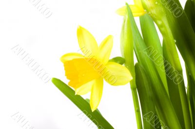 yellow daffodil